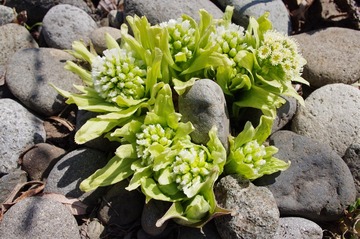 834/1000　三月が好きな理由　