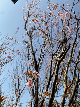 アスリートとモノ語り　桜吹雪グラブに込めた想いとは