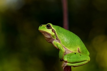 虫もカエルも出てくる春